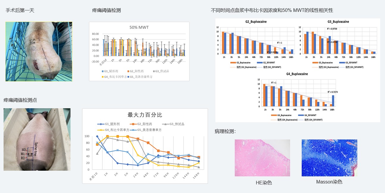 案例1：复方制剂对巴马小型猪术后急性疼痛模型的镇痛试验.jpg